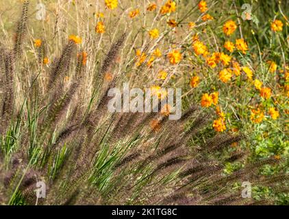 Ornamentales chinesisches Brunnengras Pennisetum Alopecuroides Red Head, fotografiert im Herbst mit einer Makrolinse bei RHS Wisley, Großbritannien. Orange geum dahinter. Stockfoto