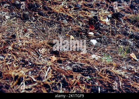 Piniennadel Waldboden mit Zapfen Stockfoto