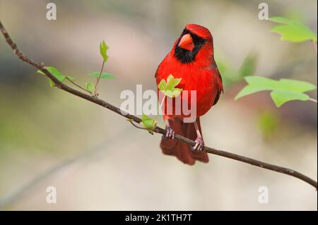 Männlicher nördlicher Kardinal, der im Frühjahr auf einem Tulpenbaum-Ast thront Stockfoto