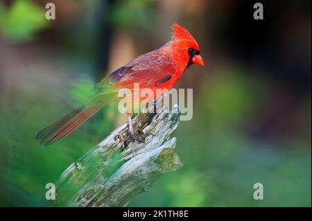 Männliche nördliche Kardinal im Wald thront sind Stockfoto