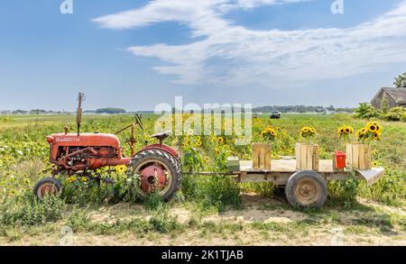 Alter Farmall-Traktor mit einem Wagen, der Sonnenblumen verkauft Stockfoto