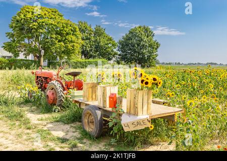 Alter Farmall-Traktor mit einem Wagen, der Sonnenblumen verkauft Stockfoto