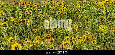 Sonnenblumenfeld auf der North Fork von Long Island, NY Stockfoto