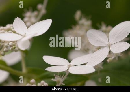 Hortensien weißen Blüten, Nahaufnahme Foto mit selektivem Fokus Stockfoto