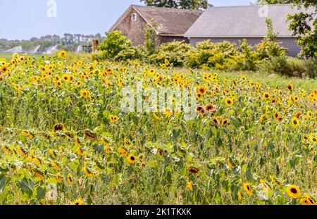 Sonnenblumenfeld auf der North Fork von Long Island, NY Stockfoto