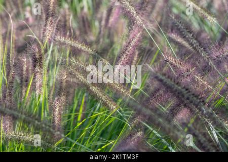 Ornamentales chinesisches Brunnengras mit Namen Pennisetum Alopecuroides Red Head, fotografiert im Frühherbst mit einer Makrolinse im RHS Wisley Garden, Großbritannien Stockfoto