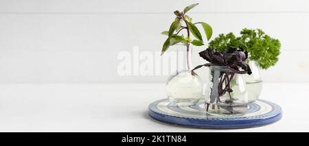 Gläser mit frischen aromatischen Kräutern auf weißem Tisch. Banner für Design Stockfoto