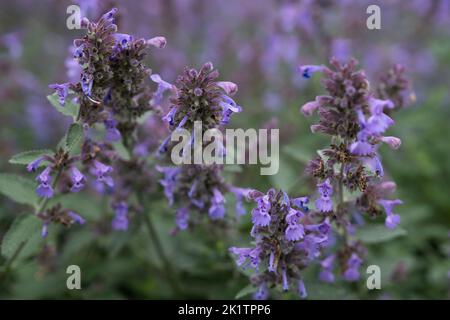 Nepeta, Katzenminze oder Katzenminze blühen im Garten. Schärfentiefe des Knochenmarks, Hintergrundbild Stockfoto