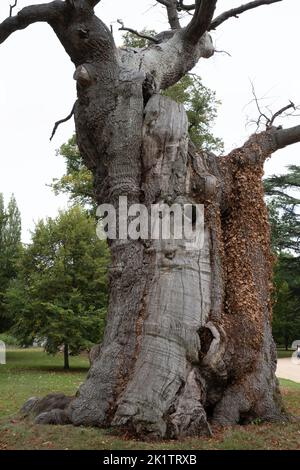 Hohler Baumstamm mit großer Öffnung zum Eintreten und Spielen Verstecken und Suchen. Dunkelheit in einem Baum und Geheimnisse des Waldes. Alter Baum mit großer Höhle Stockfoto