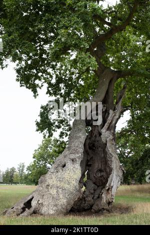 Hohler Baumstamm mit großer Öffnung zum Eintreten und Spielen Verstecken und Suchen. Dunkelheit in einem Baum und Geheimnisse des Waldes. Alter Baum mit großer Höhle Stockfoto