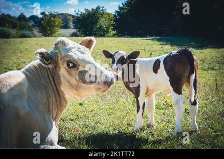 Auf einer grünen Wiese liegen Mutterkühe mit Kälbern in der Sonne Stockfoto