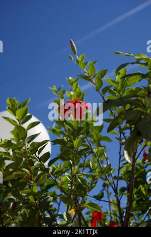 Eine vertikale Aufnahme eines Hibiskus rosa-sinensis gegen einen blauen Himmel Stockfoto