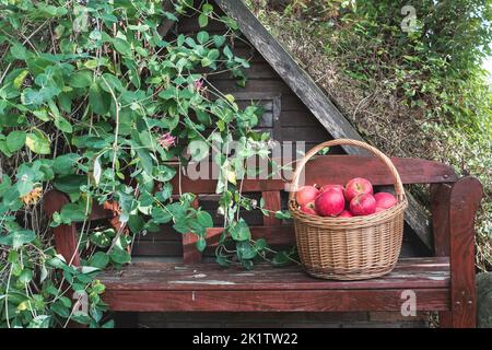 Bio selbst angebaute rote Äpfel in Korbkorb auf Holzbank im Garten platziert. Erntezeit der Früchte. Apfelsorte Rubin. Vom lokalen Markt. Stockfoto