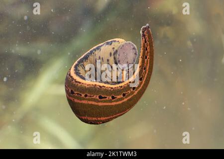 Europäische medizinische Lauge (Hirudo medicinalis) in einem natürlichen Lebensraum unter Wasser Stockfoto