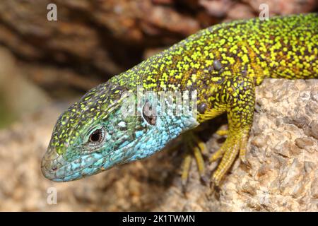 Die Europäische Grüne Eidechse (Lacerta viridis) männliches Kopfdetail mit Zecken Stockfoto