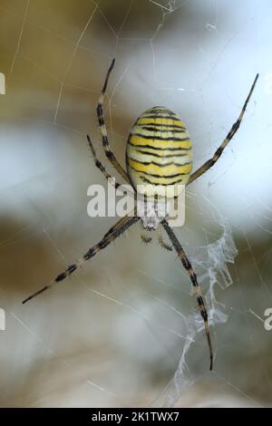 Die Wespenspinne (Argiope bruennichi) Weibchen im Netz Stockfoto