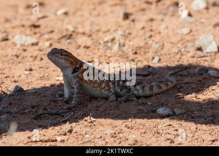 Desert Spiny Lizard (Sceloporus magister) Vermeiden Sie extreme Mittagshitze durch Schutz im Schatten in San Juan County, Utah. Stockfoto