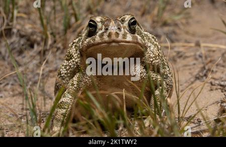 Great Plains Toad (Anaxyrus cognatus) aus Weld County, Colorado, USA. Stockfoto