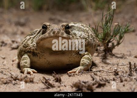 Great Plains Toad (Anaxyrus cognatus) aus Weld County, Colorado, USA. Stockfoto