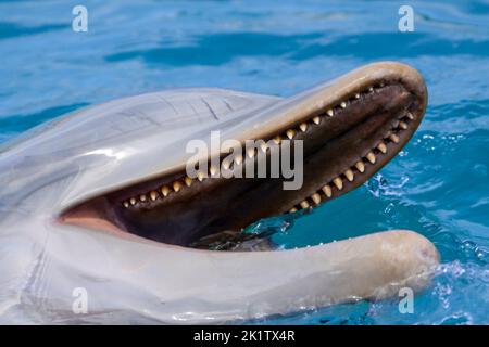 Ein guter Blick auf die Zähne eines gemeinsamen Großen Tümmler, Tursiops truncatus, Curacao, Niederländische Antillen, Karibik. Stockfoto