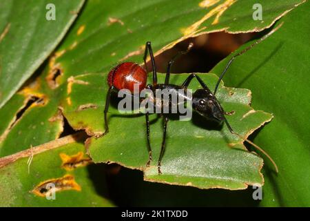 Riesige Ameise (Camponotus gigas) auf dem Blatt in einem natürlichen Lebensraum Stockfoto