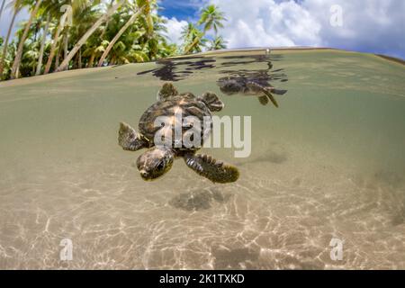 Eine gespaltene Ansicht von zwei neu geschlüpften Baby-grünen Meeresschildkröten, Chelonia mydas, eine bedrohte Spezies, die gerade vor der Insel Yap, Micron, in den Ozean eindringt Stockfoto