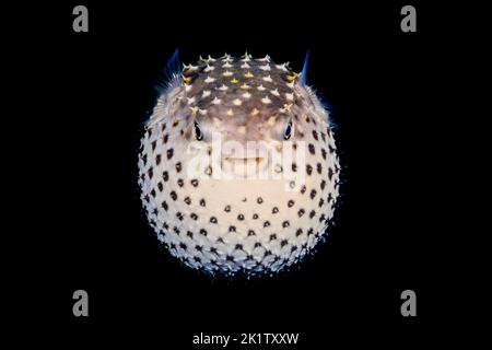 Der gelbgefleckte Burrfish, Cyclichthys spilostify, ist auch als Spotbase Burrfish bekannt. Fotografiert bei Nacht im Roten Meer, Ägypten. Stockfoto