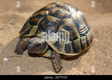 Die östliche Hermannschildkröte (Testudo hermanii boettgeri) in einem natürlichen sandigen Lebensraum Stockfoto