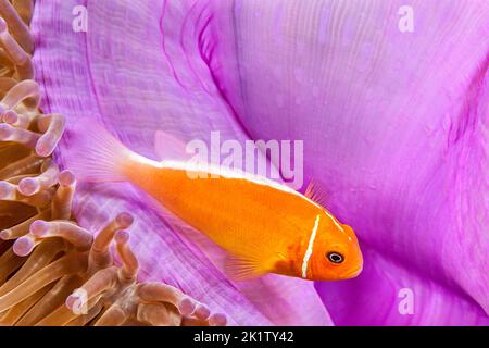 Dieser gemeinsame Anemonenfischen, Amphiprion perideraion, ist in den meisten Fällen gefunden mit der Anemone, Heteractis magnifica, wie hier dargestellt, Yap, Microne Stockfoto