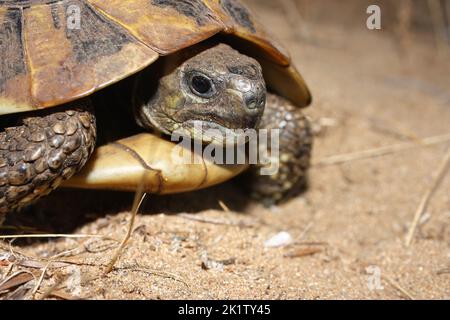 Die östliche Hermannschildkröte (Testudo hermanii boettgeri) in einem natürlichen sandigen Lebensraum Stockfoto