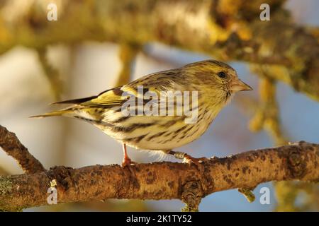 Eurasische Siskin, Europäische Siskin, gewöhnliches Siskin (Spinus spinus) Weibchen in einem natürlichen Lebensraum Stockfoto