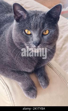 Portrait der jungen Chartreux Katze auf weißem Hintergrund Stockfoto