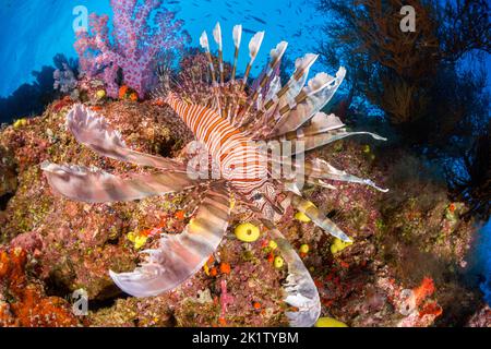 Ein Löwenfisch, Pterois volitans und alcyonarian weiche Korallen, Fidschi. Stockfoto