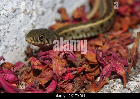 Die Grasschlange, Ringelschlange oder Wasserschlange (Natrix natrix persa) gestreifte Unterarten einer gewöhnlichen Schlange auf roten Blütenblättern in einem städtischen Gebiet Stockfoto