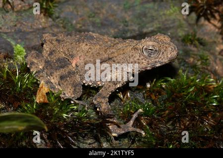 Giant River Toad, Sungei Tawan Toad (Phrynoidis juxtasper) in einem natürlichen Lebensraum, Borneo Stockfoto