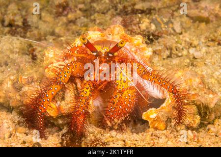 Die Weißfleckige Einsiedlerkrebe, Dardanus megistos, wird auch als rote Einsiedlerkrebe, Philippinen, bezeichnet. Stockfoto