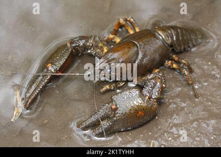 Astacus astacus, die europäischen Krebse, edle Krebse oder Breitfingerkrebse in natürlichem Lebensraum Stockfoto