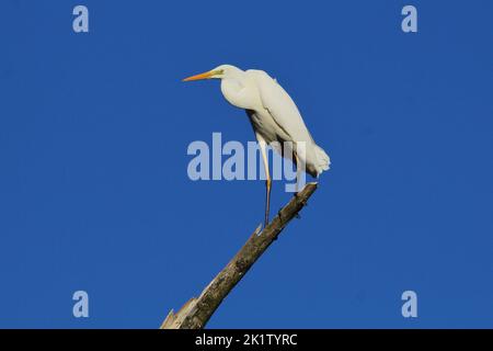 Der Reiher, der Reiher, der Reiher, der Reiher, der Reiher, der Reiher, der Reiher (Ardea alba, Egretta alba) auf dem Baum mit blauem Himmel Stockfoto