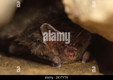 Die westliche Barbastelle, Barbastelle oder Barbastelle Fledermaus (Barbastella Barbastellus) Winterschlaf Fledermaus in Wänden Loch Stockfoto