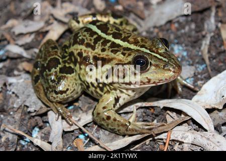 Der Balkanfrosch, der Balkanwasserfrosch oder der griechische Sumpffrosch (Pelophylax kurtmuelleri) in einem natürlichen Lebensraum Stockfoto