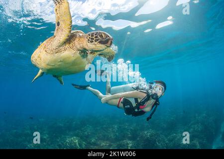 Ein Taucher (MR) und grüne Meeresschildkröte, Chelonia mydas, Hawaii. Stockfoto