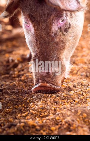 Nahaufnahme eines rosafarbenen Schweins, das bei Sonnenaufgang in warmem Licht Mais auf einer abgelegenen Farm im Northern Territory, Australien, isst Stockfoto