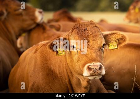 Nahaufnahme einer braunen Kuh. Eine Herde brauner Kühe, die kuschelten und auf einem Feld im Hintergrund in Deutschland, Europa, lagen Stockfoto