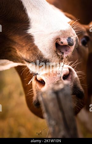 Zwei braune Kühe mit weißen Ballen kuscheln Nase auf Nase in Deutschland, Europa Stockfoto