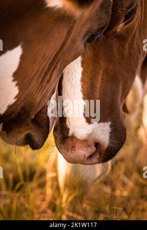 Zwei braune Kühe mit weißen Ballen kuscheln Kopf an Kopf in Deutschland, Europa Stockfoto