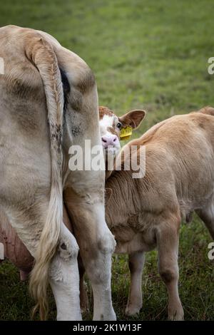 Nahaufnahme eines jungen braunen niedlichen Kalbes mit weißer Flamme auf einem Feld in Deutschland Stockfoto