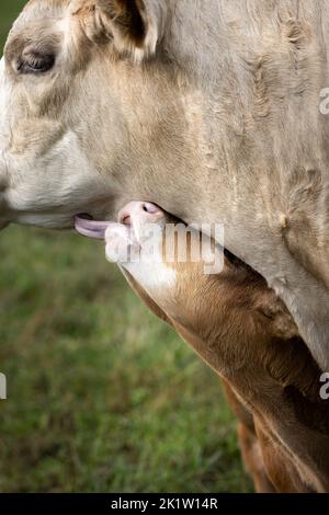 Nahaufnahme eines jungen braunen, niedlichen Kalbes mit weißer Flamme neben der Mutterkuh auf einem Feld in Deutschland Stockfoto