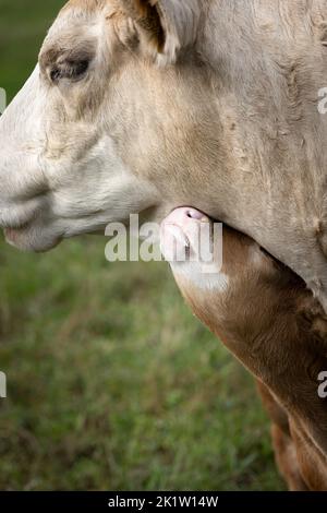 Nahaufnahme eines jungen braunen, niedlichen Kalbes mit weißer Flamme neben der Mutterkuh auf einem Feld in Deutschland Stockfoto
