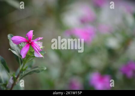 Eine Ansicht von Catharanthus roseus, allgemein bekannt als helle Augen auf verschwommenem Hintergrund Stockfoto