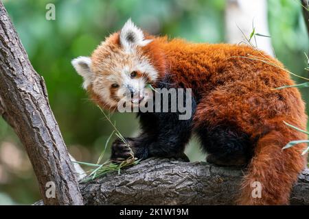 Roter Panda, der Blätter auf einem Ast frisst Stockfoto